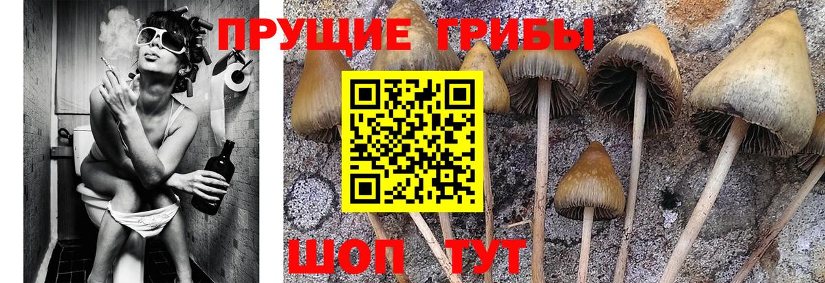 Галлюциногенные грибы GOLDEN TEACHER  Вход с VPN  Тулун 